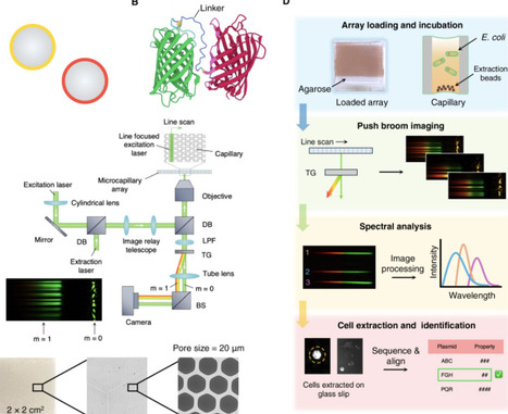 High-throughput screening of FRET-based proteins using a hyperspectral microcapillary array | iSci | RMH | Scoop.it