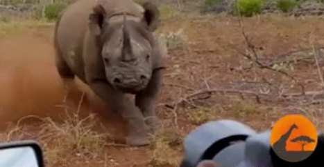 Hurja tilanne videolle: Vihainen sarvikuono hy&ouml;kk&auml;si autoa p&auml;in! - Stara | 1Uutiset - Lukemisen t&auml;hden | Scoop.it