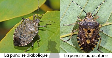 Punaise Diabolique Halyomorpha Halys In Varietes Entomologiques