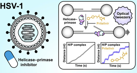 Mechanisms of HSV-1 Helicase-Primase Inhibition&nbsp; | Virus World | Scoop.it