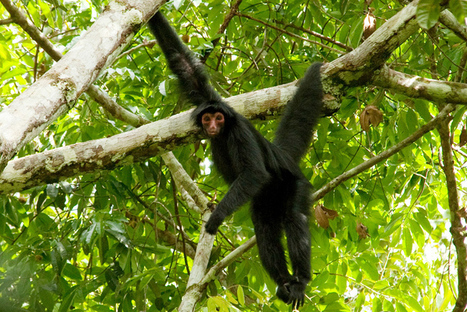 Fighting climate change means protecting forests and wildlife | RAINFOREST EXPLORER | Scoop.it