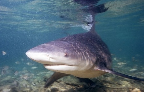 &laquo;Si on doit tuer des requins, mieux vaut le faire hors de la r&eacute;serve&raquo; | Biodiversit&eacute; | Scoop.it
