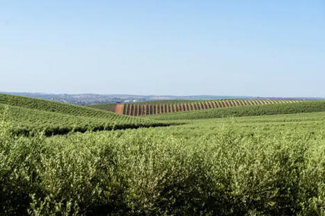 Le Portugal ambitionne de devenir le deuxième producteur mondial d'huile d'olive | ITERG - Veille sectorielle | Scoop.it