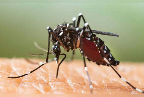 Moustique tigre : deux virus nouvellement transmis &agrave; l&rsquo;humain | Le fil d'actualit&eacute;s de l'URCA | Scoop.it