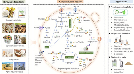 Unlocking Kluyveromyces marxianus for efficient protein expression and single-cell protein production | RMH | Scoop.it