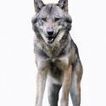 Un deuxième loup dans les Vosges - Le Parisien | Loup | Scoop.it