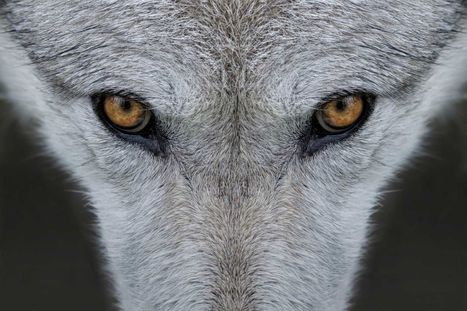 Faut-il tuer les loups ? | Biodiversit&eacute; | Scoop.it