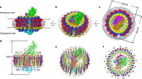 Cryo-EM structure of the Blastochloris viridis LH1–RC complex at 2.9 Å | RMH | Scoop.it
