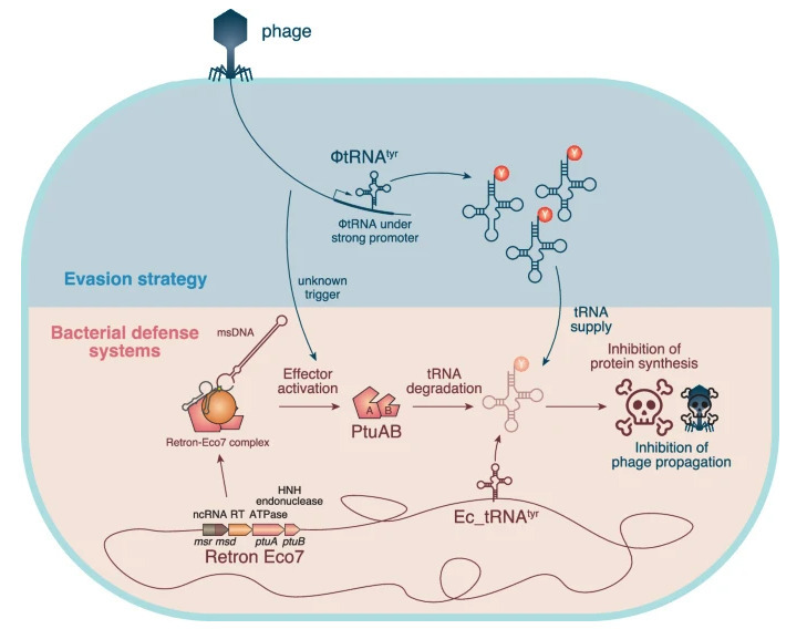 Evasion of antiviral bacterial immunity by phag...