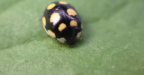 À la découverte des coccinelles - Arthropologia | Variétés entomologiques | Scoop.it