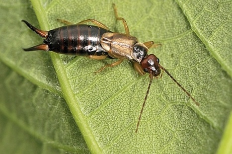 Le perce-oreille (ou forficule) : un insecte utile avec des pinces inoffensives ! | Les Colocs du jardin | Scoop.it