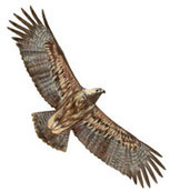 SEO/BirdLife | Partido Popular, una visión crítica | Scoop.it