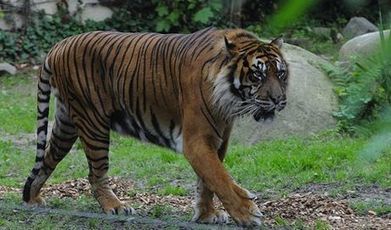 Greenpeace accuse Asian Pulp & Paper de participer &agrave; l&rsquo;extinction du tigre de Sumatra | zegreenweb | Plan&egrave;te, Nature et Biodiversit&eacute; | Scoop.it