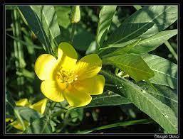Elle d&eacute;pollue les sols et l&rsquo;eau gr&acirc;ce &agrave;&hellip; des plantes ! - CNRS | Pour innover en agriculture | Scoop.it