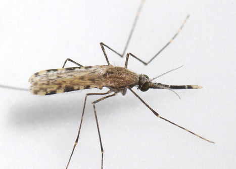 Des scientifiques ont créé le moustique anti-paludisme | EntomoNews | Scoop.it