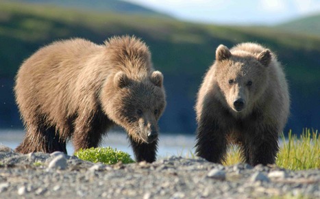 L'Alaska autorise les tirs a&eacute;riens pour r&eacute;guler sa population d'ours | FERUS | Plan&egrave;te, Nature et Biodiversit&eacute; | Scoop.it