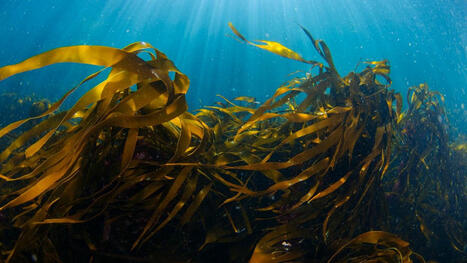 ‘A golden opportunity’: UK unveils plan to ban bottom trawling in more marine protected areas | Euronews | Operation Deimos | Scoop.it