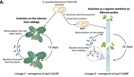 SpoT-mediated reduction of (p)ppGpp levels promotes Ralstonia pseudosolanacearum adaptation to both plant xylem and legume nodules | brve | RMH | Scoop.it