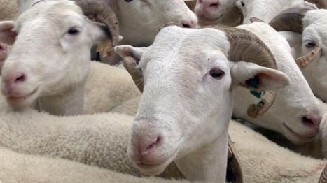 Inondations : l'appellation "mouton de Barèges Gavarnie" menacée (65) | La Gazette des abattoirs | Scoop.it