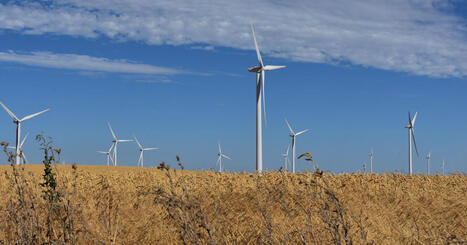 L'outarde canepeti&egrave;re fait de nouveau &eacute;chec &agrave; un parc &eacute;olien dans la Vienne | Biodiversit&eacute; - @ZEHUB on Twitter | Scoop.it