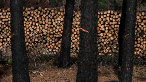 Gironde : après les incendies en 2022, la forêt fait face à des insectes ravageurs | EntomoNews | Scoop.it