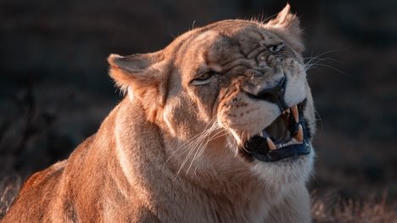 Leijona raateli teinin kuoliaaksi Brasiliassa | 1Uutiset - Lukemisen tähden | Scoop.it