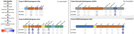 Regulation of a catabolic enzyme whose substrate is always available | mSys | RMH | Scoop.it