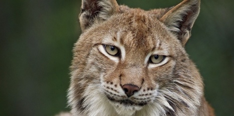 10 chiffres alarmants sur la biodiversit&eacute; en France | Plan&egrave;te, Nature et Biodiversit&eacute; | Scoop.it