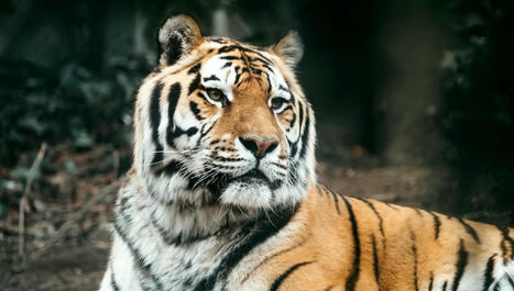 Le tigre de Sibérie du parc zoologique de Mulhouse est mort - ici | Alsace Actu | Scoop.it