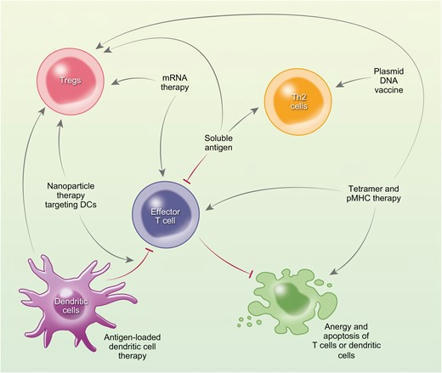 Antigen-specific immunotherapy to restore antigen-specific tolerance in Type 1 diabetes and Graves’ disease | Clinical and Experimental Immunology | Oxford Academic | Immunology and Biotherapies | Scoop.it