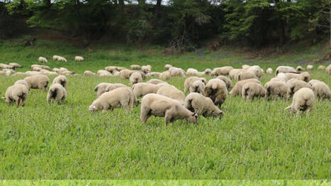 Les abattages d'ovins continuent de baisser | Economie de l'Elevage | Scoop.it