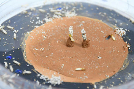 Les termites n’utilisent pas les phéromones mais leur sens de la géométrie pour construire leur nid | EntomoNews | Scoop.it