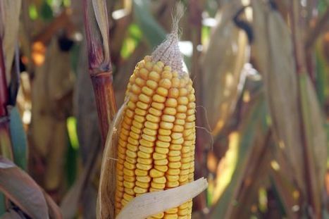 Les OGM ont perdu la guerre contre les mauvaises herbes | Paysage - Agriculture | Scoop.it