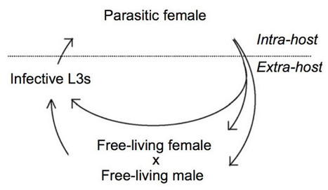 80 fold (!) difference in life span in one organism - Extreme aging plasticity | Amazing Science | Scoop.it