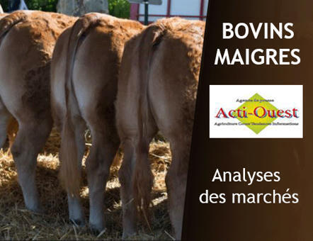 Bovins maigres &ndash; L&rsquo;emballement du march&eacute; du gros maigre perdure | Actualit&eacute; B&eacute;tail | Scoop.it
