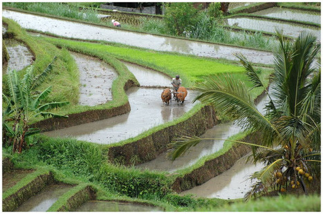 Des poissons dans les rizières : un exemple d’agriculture durable ? | EntomoNews | Scoop.it