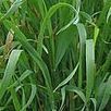 Le chiendent, une herbe pas si mauvaise - Elixirs-bio.com, le blog | Santé par les plantes | Scoop.it
