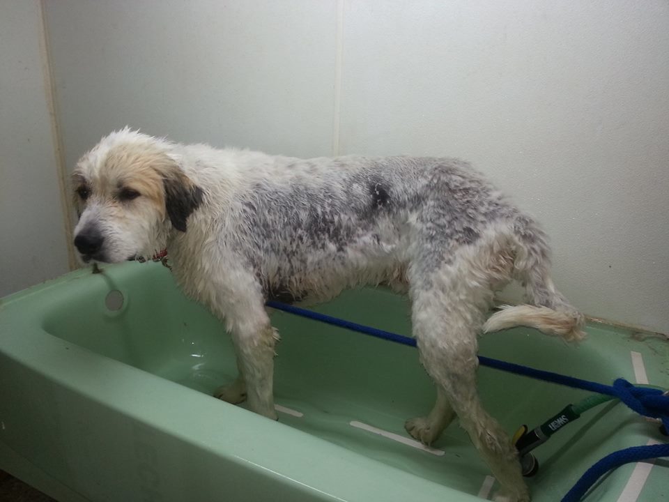 shaving a great pyrenees