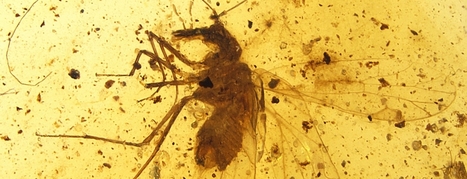Un nouvel ordre d’insecte fossile permet d’élucider le mystère des Hémiptères | EntomoNews | Scoop.it