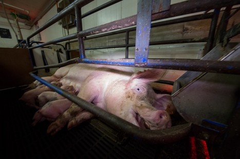 Thriving in the Age of Factory Farming &ndash; Jonathan Leighton&nbsp; | Compassion | Scoop.it