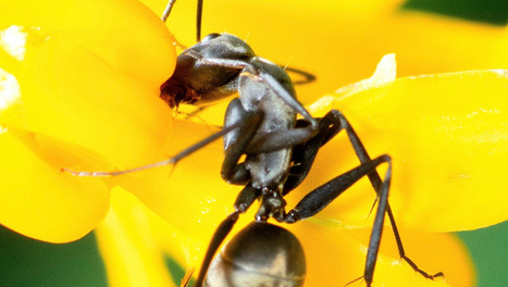 Un mois d’août rempli d’activités pour les 25 ans de la cité des insectes de Micropolis | Variétés entomologiques | Scoop.it