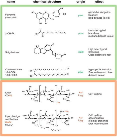 Polyphony in the rhizosphere: presymbiotic communication in arbuscular mycorrhizal symbiosis | Plant-Microbe Symbiosis | Scoop.it