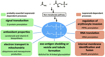The isoprenoid-precursor dependence of Plasmodium spp. | Natural Products Chemistry Breaking News | Scoop.it