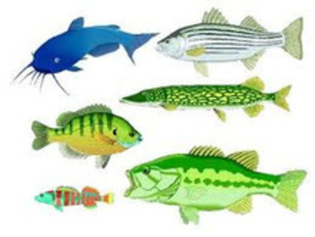 (TA) (EN) - Glossary of Fish Names | Tasty Appetite | Glossarissimo! | Scoop.it