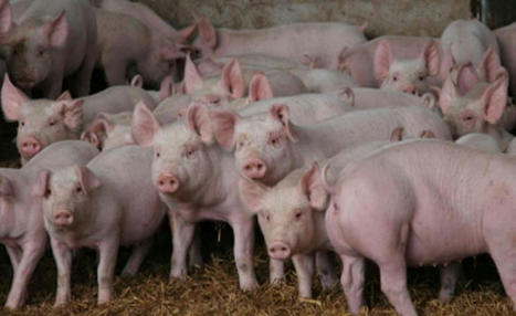 Pig farms escalate use of crucial antibiotics | Medici per l'ambiente - A cura di ISDE Modena in collaborazione con "Marketing sociale". Newsletter N°34 | Scoop.it