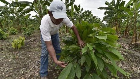 Faut-il craindre le CCN-51, le cacao hybride équatorien? | Questions de développement ... | Scoop.it