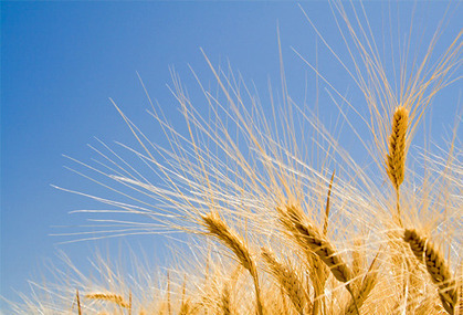 Wheat for people allergic to gluten: Possible? | Immunopathology & Immunotherapy | Scoop.it