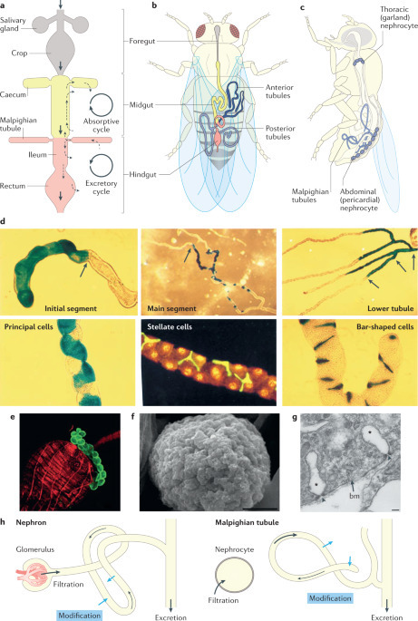 Drosophila melanogaster : un modèle génétique simple de la structure et de la fonction du rein, ainsi que de ses maladies chez l'humain | EntomoNews | Scoop.it