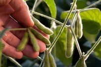 USDA Crop Reports Summary: August 2015 | MED-Amin network | Scoop.it