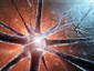 One form of neuron turned into another in brain | Fitness, Health, and Wellness | Scoop.it
